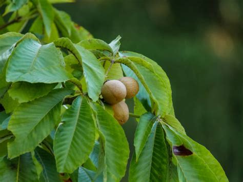 8,700+ Buckeye Tree Leaves Stock Photos, Pictures & Royalty-Free Images ...