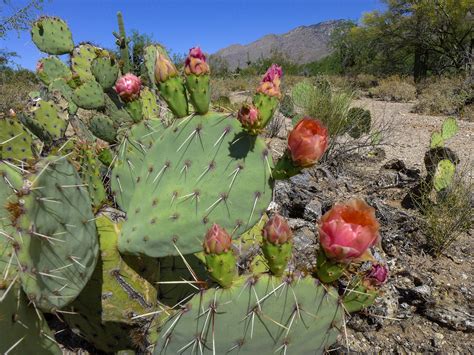 Cactus Habitat: Sonoran Desert · Environmental Art Show - Virtual ...