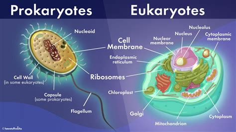 class 8 Cell - Structure and Function Short notes science chapter 8 - Reliable Education Group