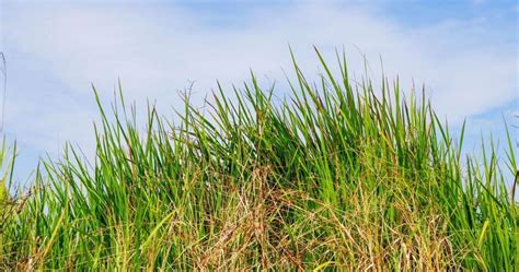 How to Tell the Difference Between Grass and Weeds | EnviroSpray