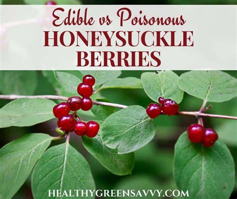 Honeysuckle Berries: Poisonous vs Edible Honeysuckle