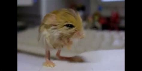 WATCH: The Pygmy Jerboa Is The Cutest Animal Youve Never Seen #Video ...