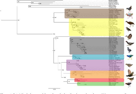 Figure 1 from Phylogenomic Reconstruction Sheds Light on New Relationships and Timescale of ...