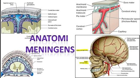 VIDEO 54 ANATOMI MENINGENS atau Selaput Otak - YouTube