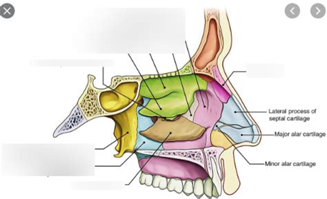 Diagram of Bones in the Nasal Cavity | Quizlet