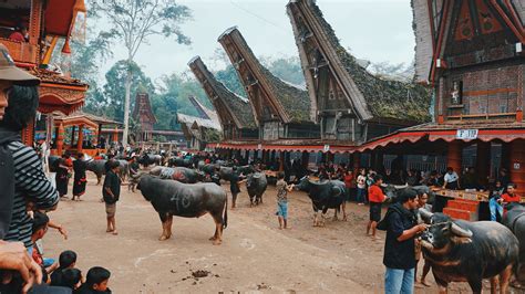 Rambu Solo Ritual, Special Tana Toraja Funeral Ceremony - idbackpacker.com