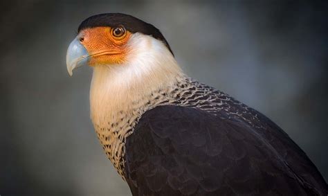 Crested Caracara - Los Angeles Zoo and Botanical Gardens