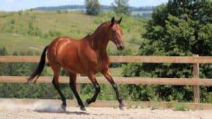 Standardbred Facts And Information - Breed Profile