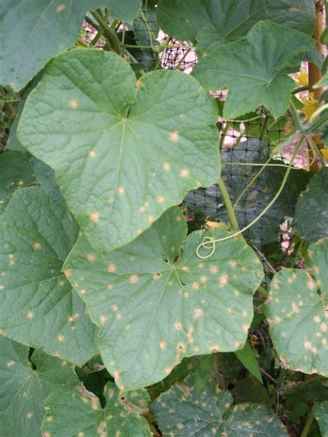 Cucumber Anthracnose Disease – Managing Anthracnose In Cucumber Plants