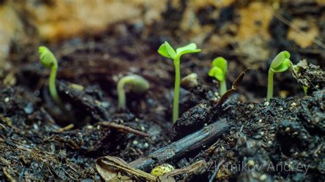 Seed Sprouting Time Lapse 4K (extreme close-up) - YouTube