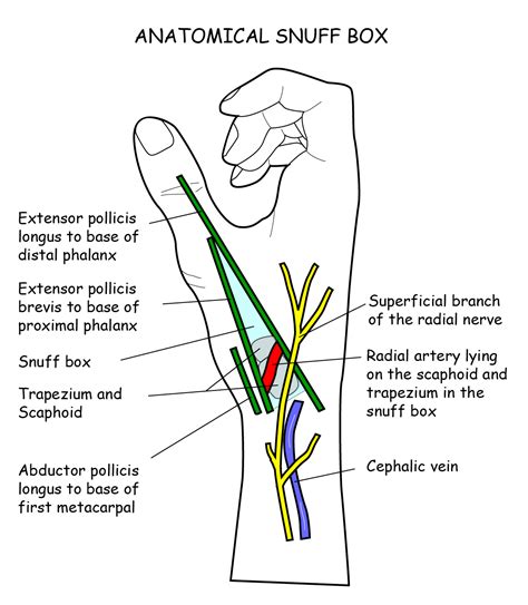 Regions anterior:Anatomical snuff box:Boundaries | RANZCRPart1 Wiki | FANDOM powered by Wikia