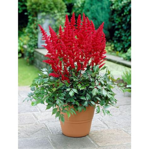 Tasc Astilbe Arendsii Fanal flower bulbs 2 bulbs | The Home Depot Canada