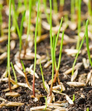 When does grass seed start to grow? Expert tips on timings | Homes ...