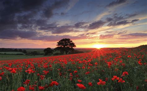 nature, Landscape, Photography, Flowers, Poppies, Sunset, Spring, Field, Trees, Red, Green, Sky ...