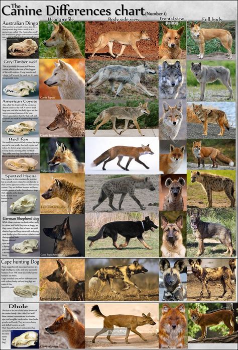 Canine: Visual differences Tutorial (BONUS ADDED!) by NinjaKato Types Of Animals, Animals Of The ...