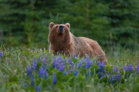 Grizzly Bear Pictures, Fine Art Prints of Bears | Photos by Jess Lee