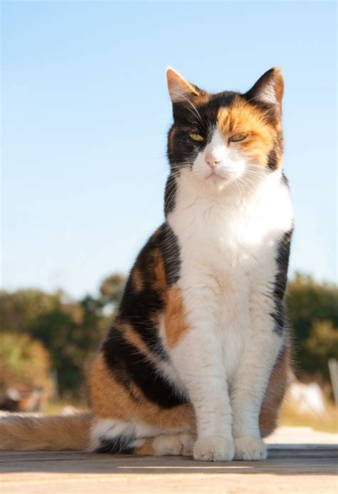 Are calico and tortoiseshell cats feistier? | Calico cat, Cat sitting, Cats