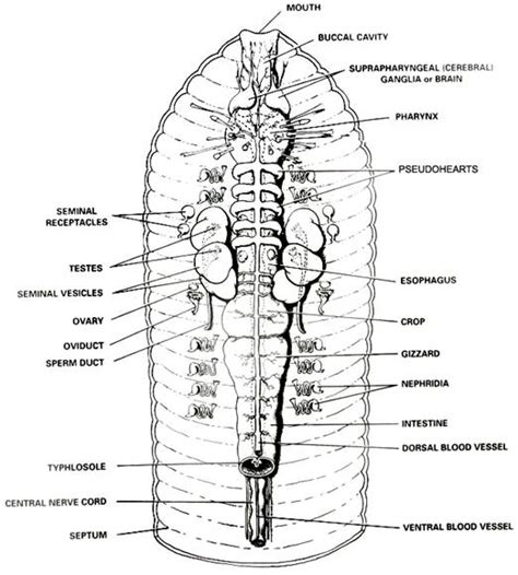 Evolution and the Body Systems of the Earthworm, Crayfish,Frog, and Rat ...