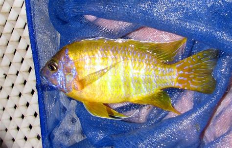 Sunshine Peacock African Cichlids (Breeding Pair) | RFI