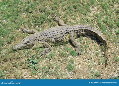 Green crocodile stock image. Image of crocodile, color - 12796905