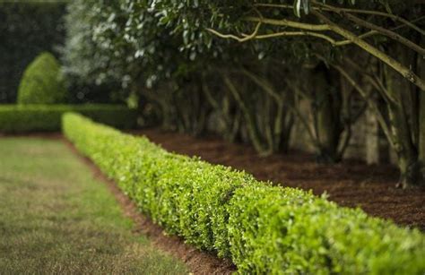 How to plant some privacy: 4 tips for growing a hedge | Home/Garden | nola.com