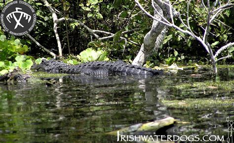 Kayaking Florida. Wekiwa Springs, Florida - Wekiva River - Day 1. | Kayaking, Hiking, Camping ...