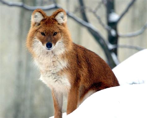 Rare Animals of Lake Baikal | Rare animals, Wild dogs, Animals