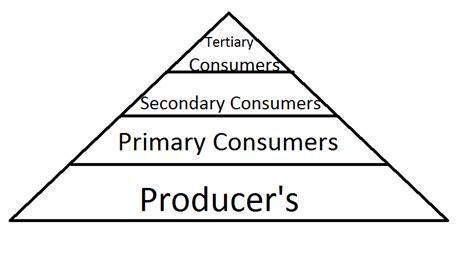 Coral Reef Food Pyramid