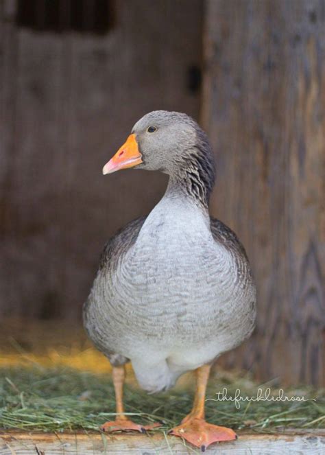 Phoebe The Toulouse Goose | Geese breeds, Pet birds, Toulouse