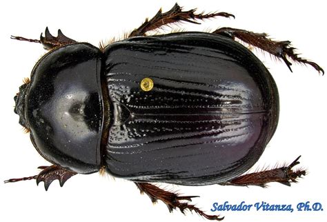 Coleoptera-Scarabaeidae-Xyloryctes jamaicensis-Rhinoceros Beetles (A) - Urban Programs - El Paso ...