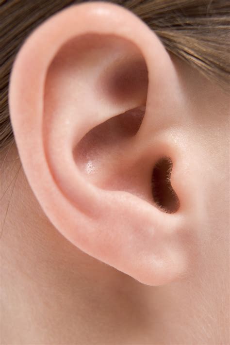 What Structure of the Ear Is Responsible for Hearing? | Healthfully