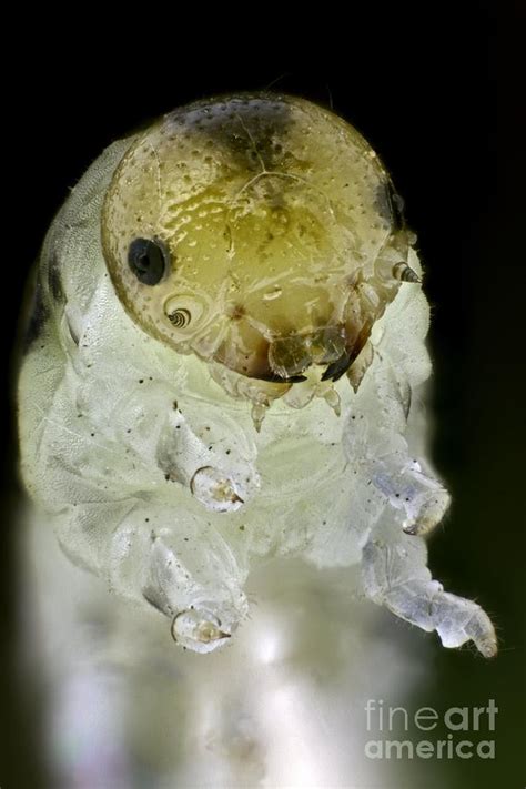 Caterpillar Head Photograph by Frank Fox - Fine Art America