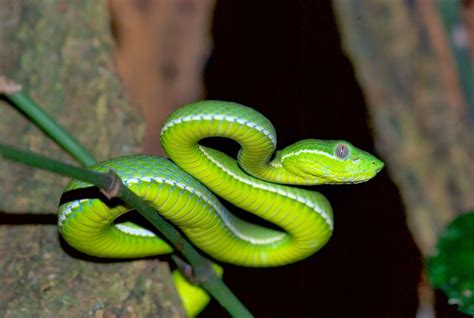 Bamboo Viper ~ Snakes World