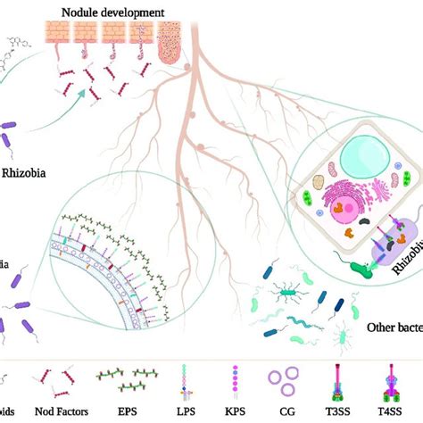 General checkpoints in rhizobia-legumes symbiosis. (A) Specificity in ...