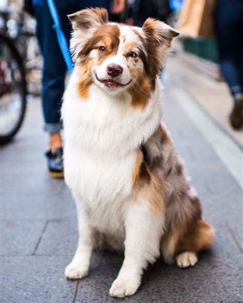 The Australian Shepherd Dog: Intelligent Beautiful Sheep Dogs | The Pets Dialogue