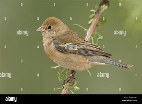 Lazuli Bunting - Passerina amoena - female Stock Photo - Alamy