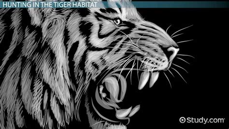 Tiger Habitat: Lesson for Kids - Lesson | Study.com