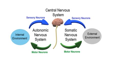 Autonomic Nervous System - Physiopedia