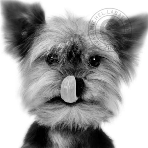 Breeds of small dogs : best small dog breeds: Yorkshire Terrier Breed Standard | Yorkie terrier ...