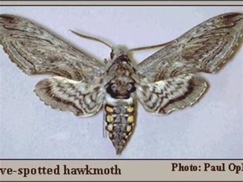 Five-spotted hawkmoth Manduca quinquemaculata (Haworth, 1803) | Butterflies and Moths of North ...