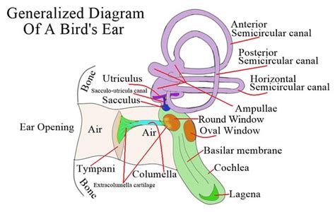 Bird Ears Explained: How Birds Hear