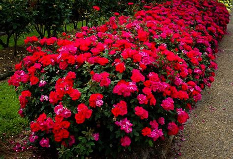 Red Knockout Rose Bushes For Sale Online | The Tree Center™