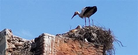 The development of cities, urban living and urban wildlife