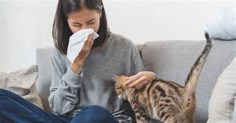 Experimental Treatment for Cat Allergies May Pave the Way for Treatment ...