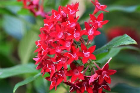 Pentas Plant Care Tips: How to Grow Pentas Plants | Pentas flower ...