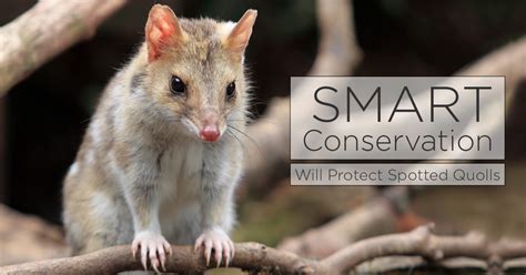 Island Conservation Smart Conservation: Early Intervention Will Protect ...