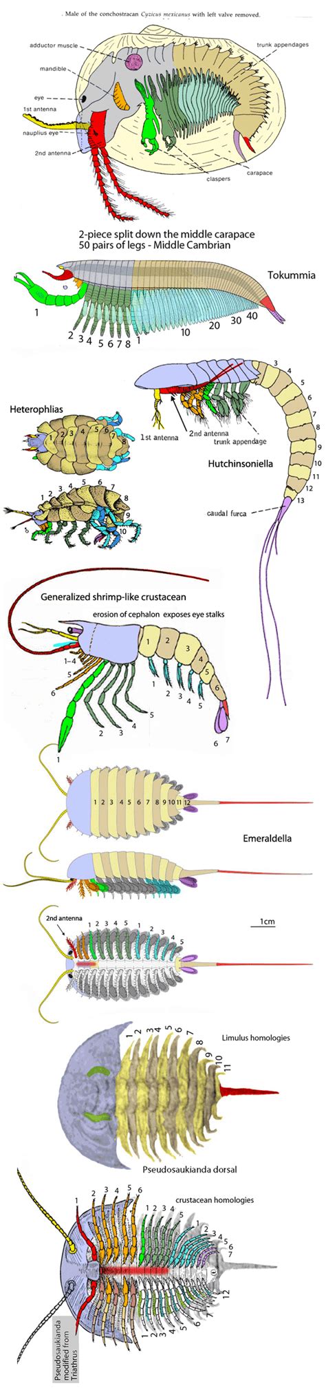 Middle Cambrian chonchostracan crustacean Tokummia: Primitive or ...