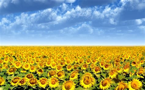 √ Sunflower Field Hd