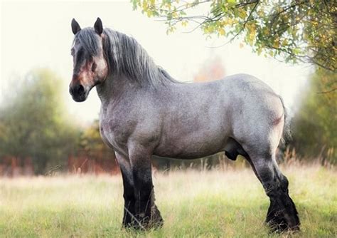 6 Strongest Horse Breeds in the World