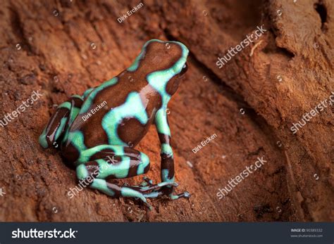 Golden Poison Dart Frog Dendrobates Auratus Poisonous Animal With Bright Warning Colors Lives In ...